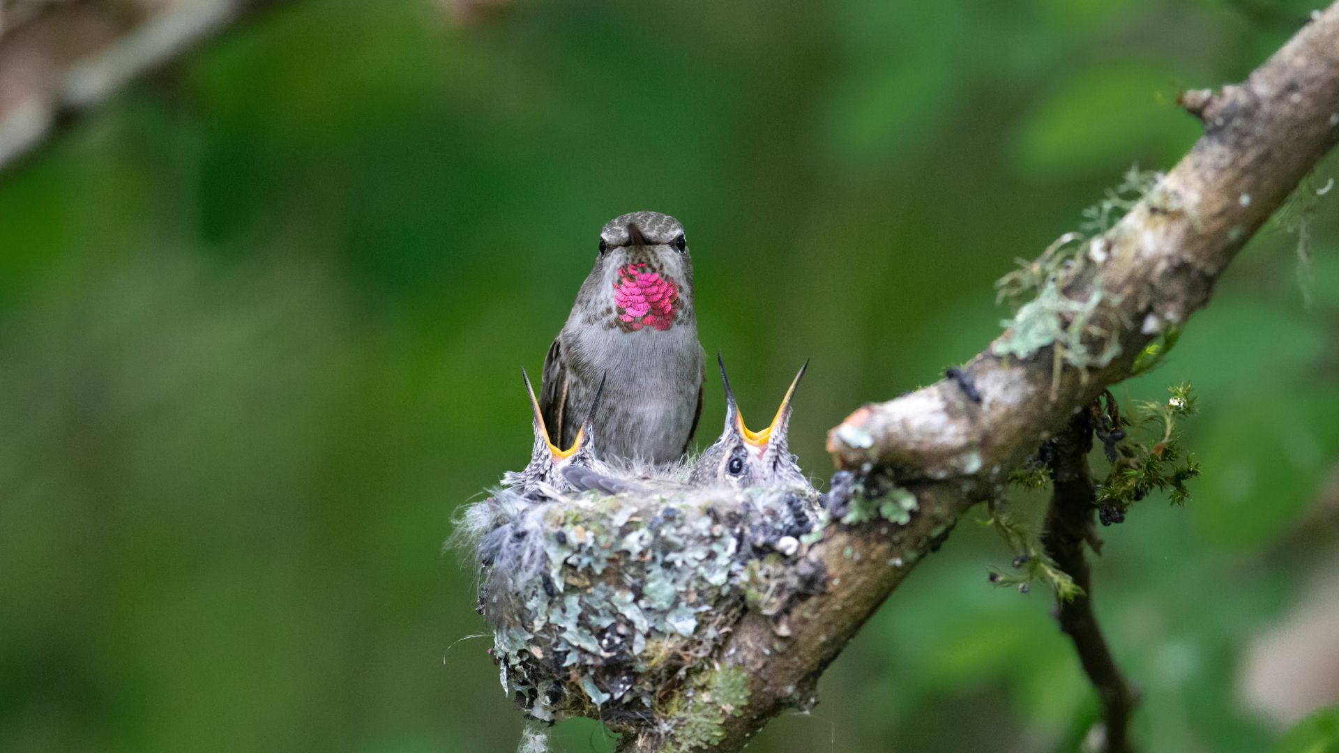 Hummingbird (All Other Observations)